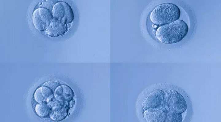 秀山供卵代孕流程,试管婴儿微刺激方案促排后是鲜胚移植好还是冻胚？-孕妇梦